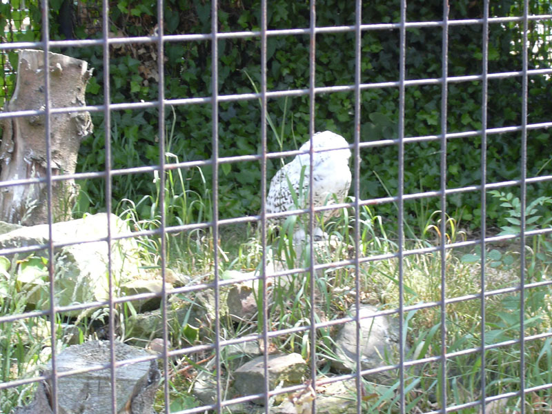 DSCN0237