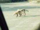 Two foxes flighting