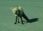 A
fox!