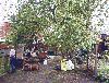 Garden 2