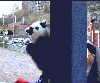 Badger