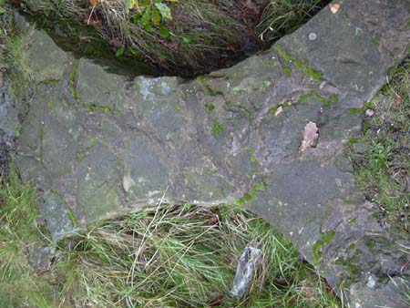 DSCN0352