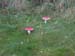 DSCN0353